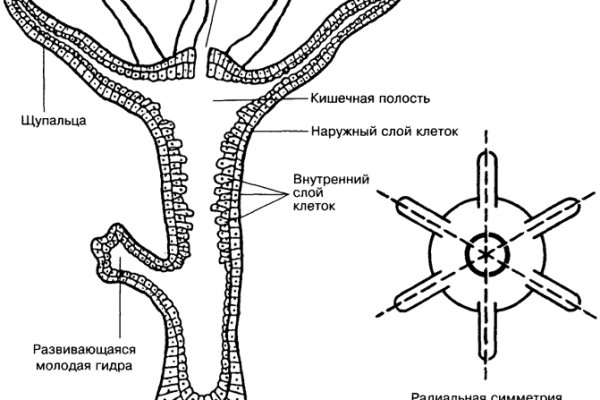 Кракен запрещенные вещества