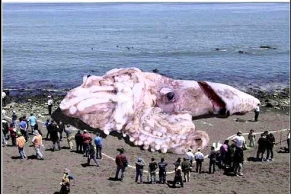 Действующие ссылки на кракен